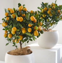 Load image into Gallery viewer, Fresh Calamondin Orange Tree - Chinese New Year Good Luck Plant
