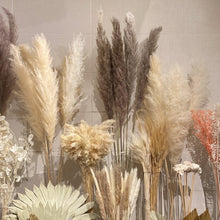 Load image into Gallery viewer, Large Pampas Grass