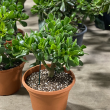 Load image into Gallery viewer, Jade Plant