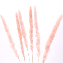 Load image into Gallery viewer, Mini Pampas Grass