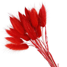 Load image into Gallery viewer, Red Bunny Tail Grass