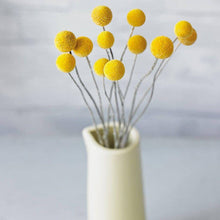 Load image into Gallery viewer, Billy Button