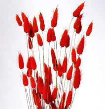 Load image into Gallery viewer, Red Bunny Tail Grass
