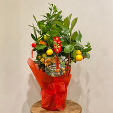 Load image into Gallery viewer, Fresh Calamondin Orange Tree - Chinese New Year Good Luck Plant