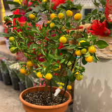 Load image into Gallery viewer, Fresh Calamondin Orange Tree - Chinese New Year Good Luck Plant