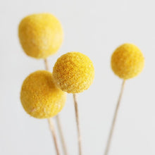 Load image into Gallery viewer, Billy Button