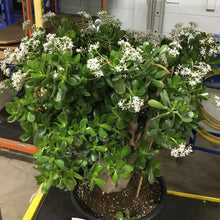 Load image into Gallery viewer, Jade Plant