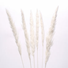 Load image into Gallery viewer, Mini Pampas Grass
