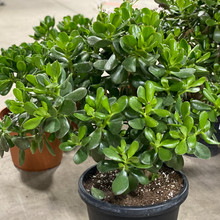 Load image into Gallery viewer, Jade Plant