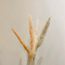 Load image into Gallery viewer, Mini Pampas Grass