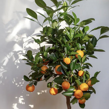 Load image into Gallery viewer, Fresh Calamondin Orange Tree - Chinese New Year Good Luck Plant