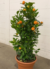 Load image into Gallery viewer, Fresh Calamondin Orange Tree - Chinese New Year Good Luck Plant