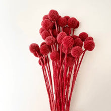 Load image into Gallery viewer, Billy Button