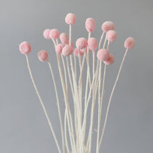 Load image into Gallery viewer, Billy Button