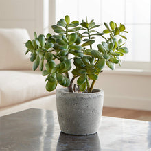 Load image into Gallery viewer, Jade Plant