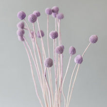 Load image into Gallery viewer, Billy Button