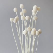 Load image into Gallery viewer, Billy Button