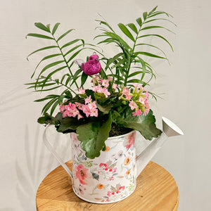 Watering Can Dish Garden