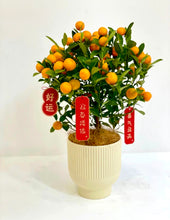 Load image into Gallery viewer, Potted citrus plant with small oranges on a white background

