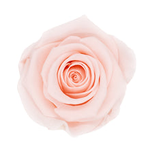 Load image into Gallery viewer, Long Stem Preserved Rose
