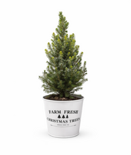 Load image into Gallery viewer, Real snowy Dwarf Alberta Spruce mini Christmas tree in a white pot for tabletop holiday décor
