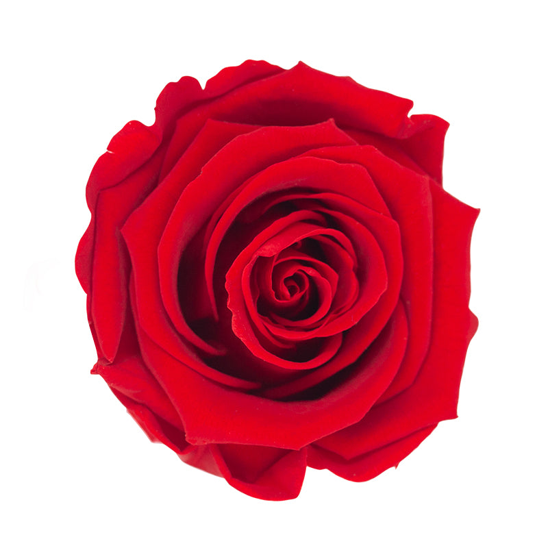 Long Stem Preserved Rose