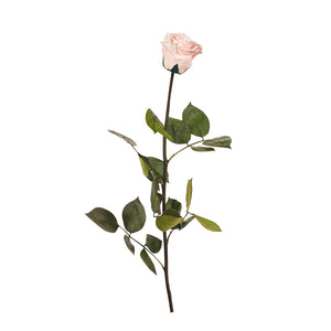 Long Stem Preserved Rose