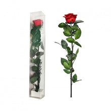 Load image into Gallery viewer, Long Stem Preserved Rose
