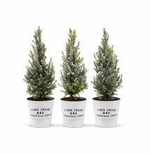 Load image into Gallery viewer, Real snowy Dwarf Alberta Spruce mini Christmas tree in a white pot for tabletop holiday décor
