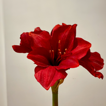 Load image into Gallery viewer, Artificial Amaryllis Set
