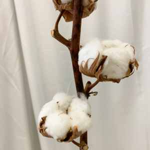 Dried Cotton