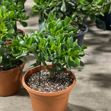 Load image into Gallery viewer, Jade Plant
