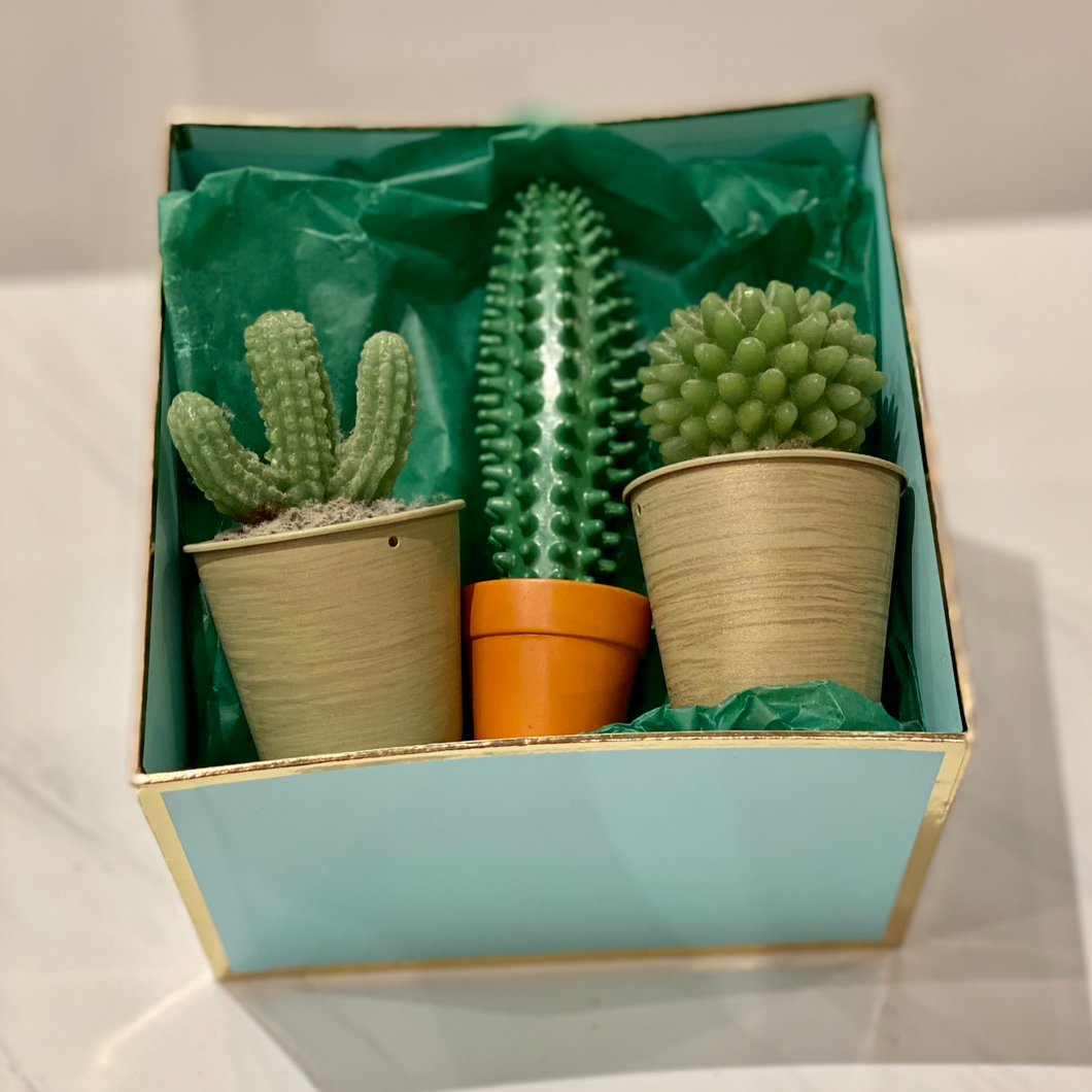 Cactus Gift Box
