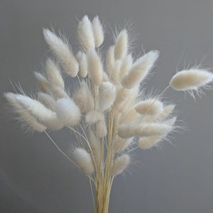 White Bunny Tail Grass