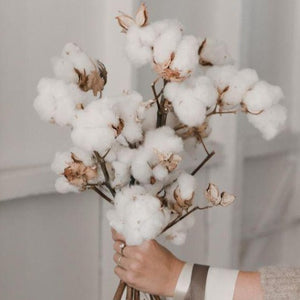 Dried Cotton
