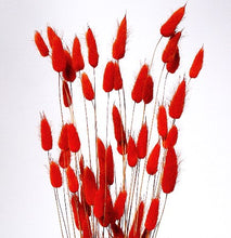 Load image into Gallery viewer, Red Bunny Tail Grass
