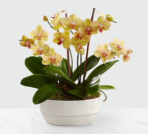 Orchid Set