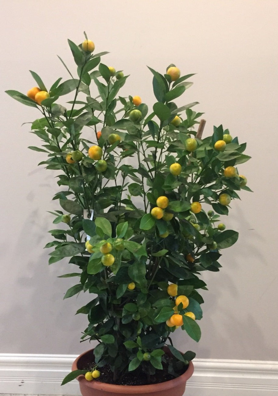 calamondin orange tree canada Fresh Calamondin Orange Tree