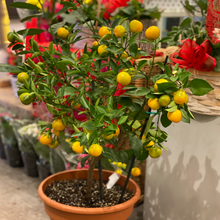 Load image into Gallery viewer, Fresh Calamondin Orange Tree
