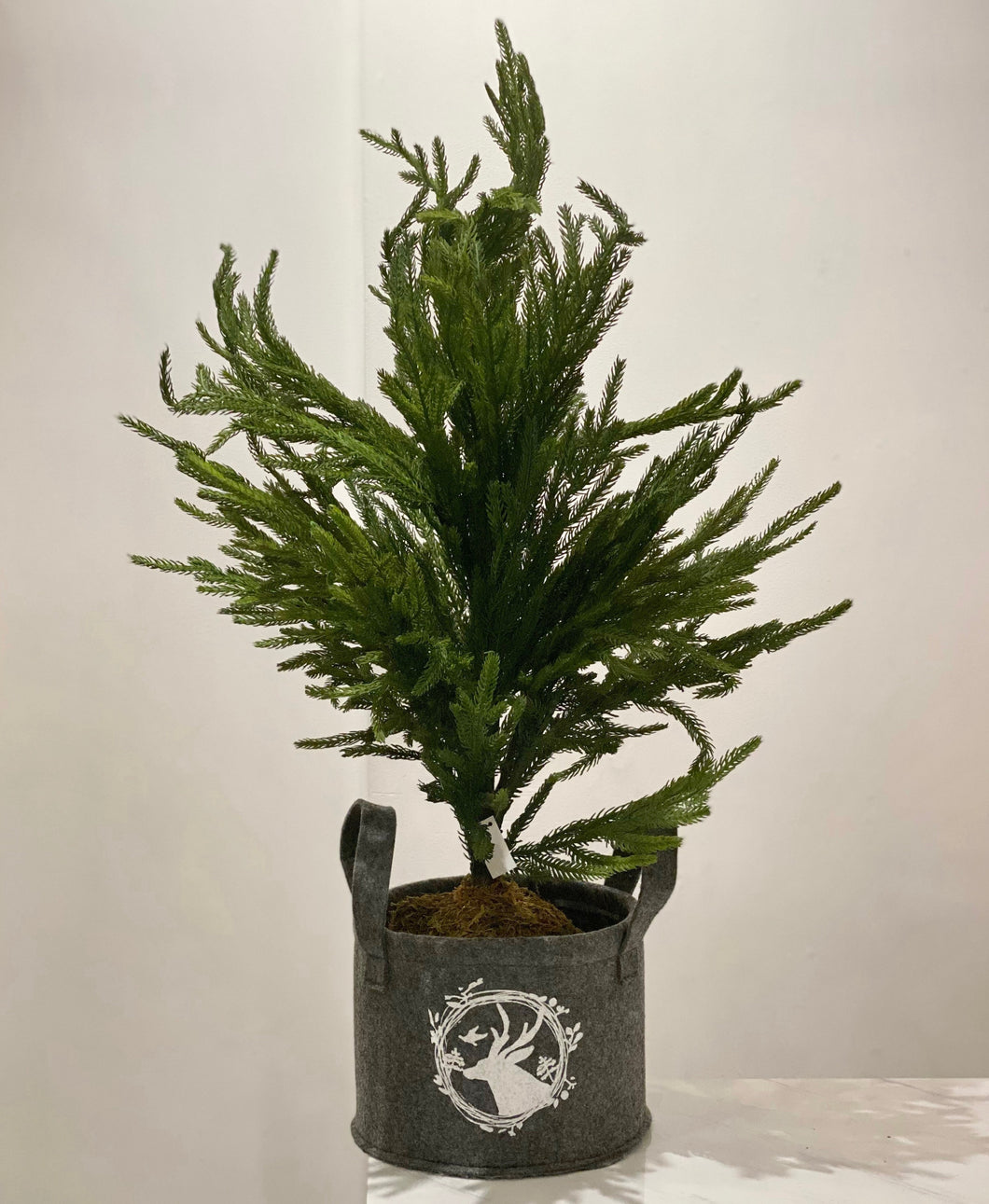 Potted Pine Tree