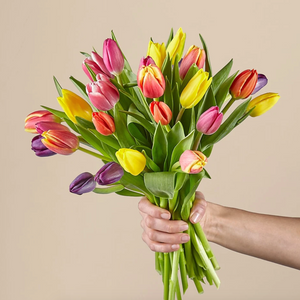 Spring Breeze Tulips