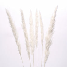 Load image into Gallery viewer, Mini Pampas Grass
