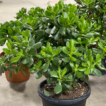 Load image into Gallery viewer, Jade Plant
