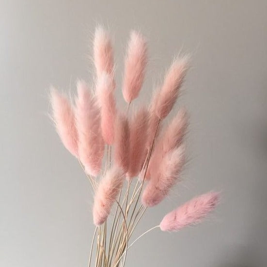 Pink Bunny Tail Grass