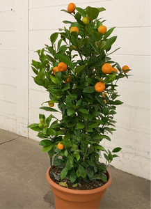 Fresh Calamondin Orange Tree